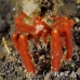 crab_orangutan_kbrja1_h_0397_sul6378.jpg